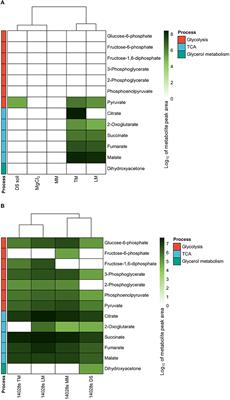 Salmonella enterica relies on carbon metabolism to adapt to agricultural environments